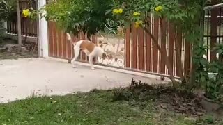 Three-Legged Dog Opens Gate with its Head