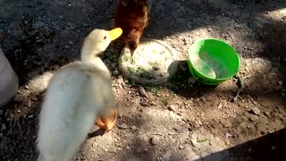 Strange movement of duckling