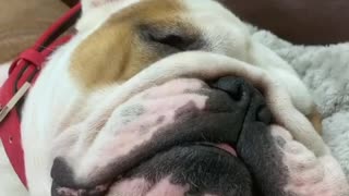 Bulldog with flappy jowls does a funny snore
