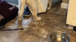 Puppy Finds Himself in Quite the Predicament