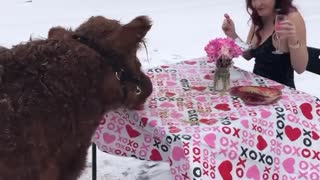 Cow Enjoys Romantic Valentines Dinner