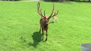 Huge Friendly Elk Trades Pets for Snacks