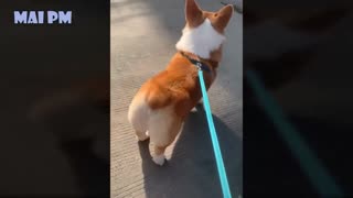 Funny Dog Videos #1