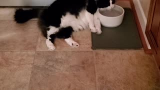 Lazy Kitty Lays Down for a Drink