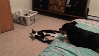 Dog And Cat Besties Playing