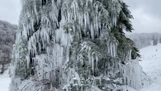 Snowboarder captures majestic footage of tree totally covered in icicles