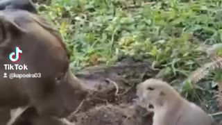 dog playing with squirrel
