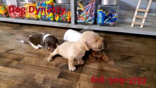 Female Miniature Dachshund Puppies