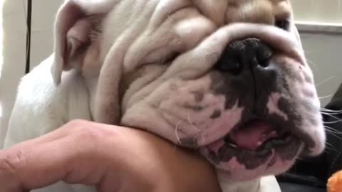 Bulldog lovingly shows affection to owner
