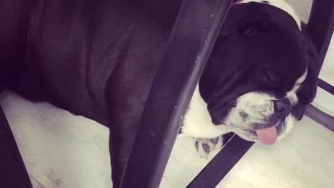 Snoring bulldog sounds like a V8 motor