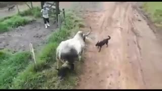 Bull vs dog fight
