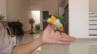 Parrot Turns Fingers into Playground