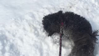 Dogs love snow
