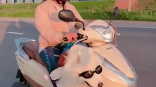 Samoyed rides on scooter through streets of Vietnam