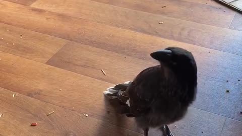 Rescued bird catches treats in mid air just like a dog