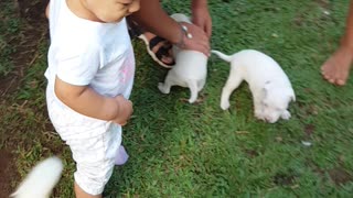 Cute baby kissing puppies for the first time.