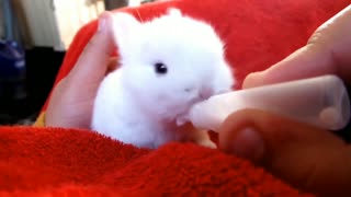 Cute Funny Baby bunny Rabbit