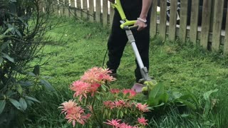 My husband cutting grass