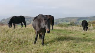 horses eating grass