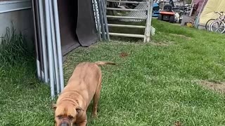 Slow motion dog jumping.