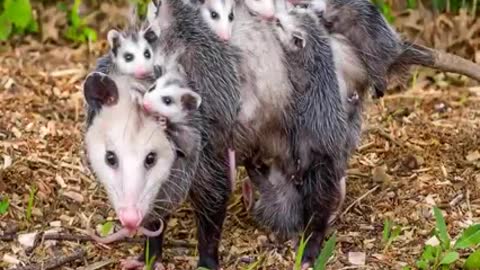 Mother opossum is a great mother 😍🥰