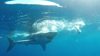 Great White Shark tries to break into diver's cage