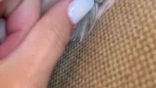 Girl records her dog sleeping on couch opens mouth to see little teeth