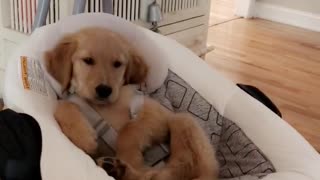 Golden Retriever Pup Plays the Role of Baby