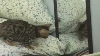 Bengal Kitten Sees Reflection For First Time