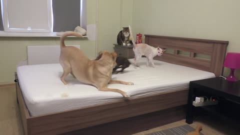 Dogs have epic battle for bed dominance while cats watch