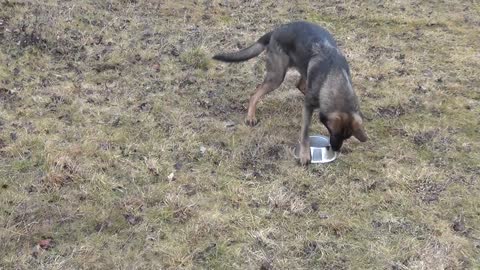 German shepherd is playing with the water bowl