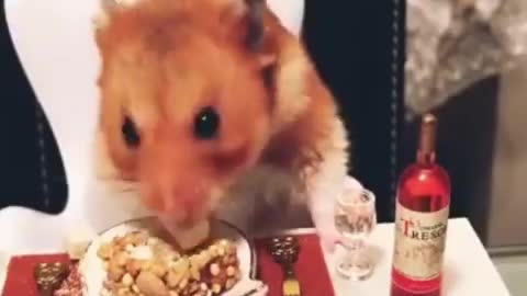 Funny rat eat dinner with Vine