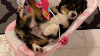 Puppy sits in baby swing and plays with baby's toys