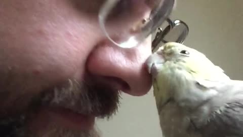 Affectionate cockatiel really loves getting attention