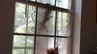 Taunted Maine Coon Glares at Squirrel Through Window