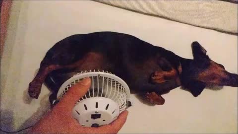 Dachshund gets cooled down with mini-fan