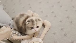 Cute kitten Vidoes