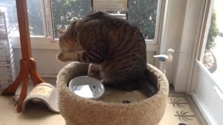 Cat drinking water!
