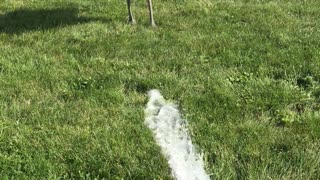 Emu Plays an Amusing Game With a Hose