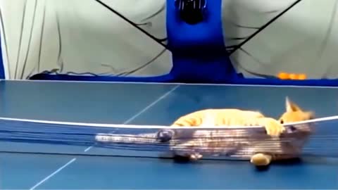 Watch the cat how to play tennis
