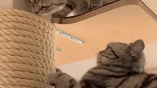 Cute kitties fight for cat tree dominance