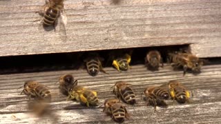 "Hobos" – Bienenforschung für alle