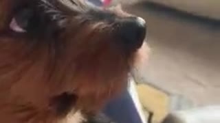 Adorable Yorkie Begs Mom for Attention