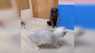 Funny Kitten playing ☺