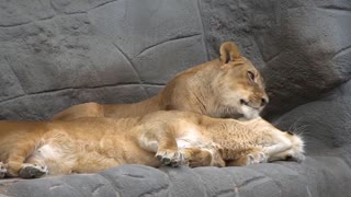 Lions taking care of each others