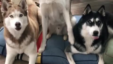 funny smart huskies dog answer the questions🐕‍🦺😂