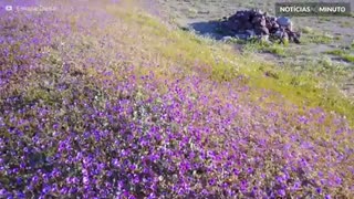 Chuvas enchem deserto de flores no Chile
