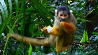 Capuchin Monkey Eating Fruit 4K