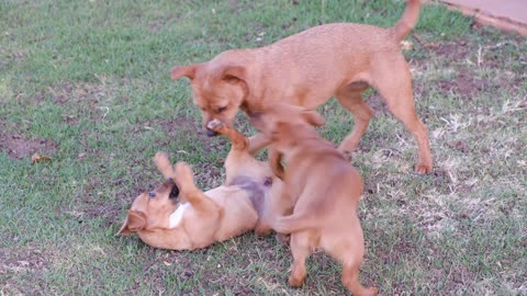 Funny Video Dogs Playing With Each Other