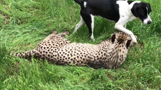 Puppy Dog and Cheetah Are Best Friends
